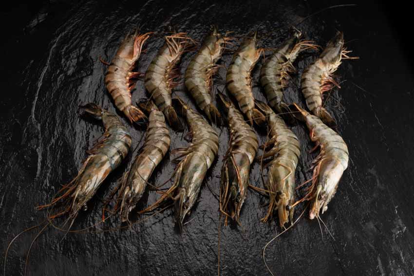13/15 Black Tiger Gambas / Riesengarnelen mit Kopf und Schale, 800g, Schachtel mit 13-15 Stück