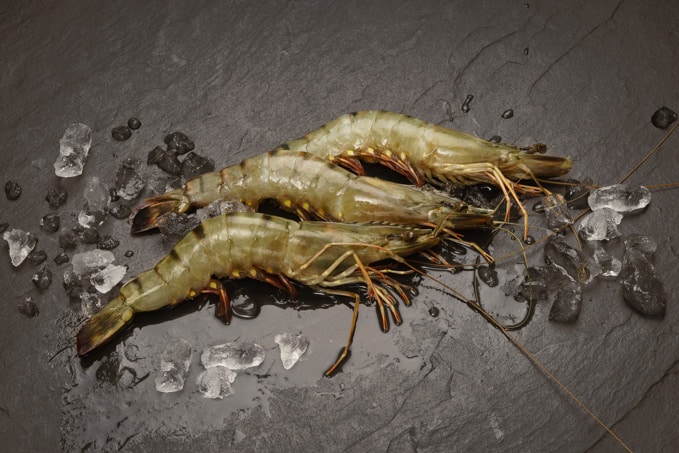 16/20 Black Tiger Gambas / Riesengarnelen mit Kopf und Schale