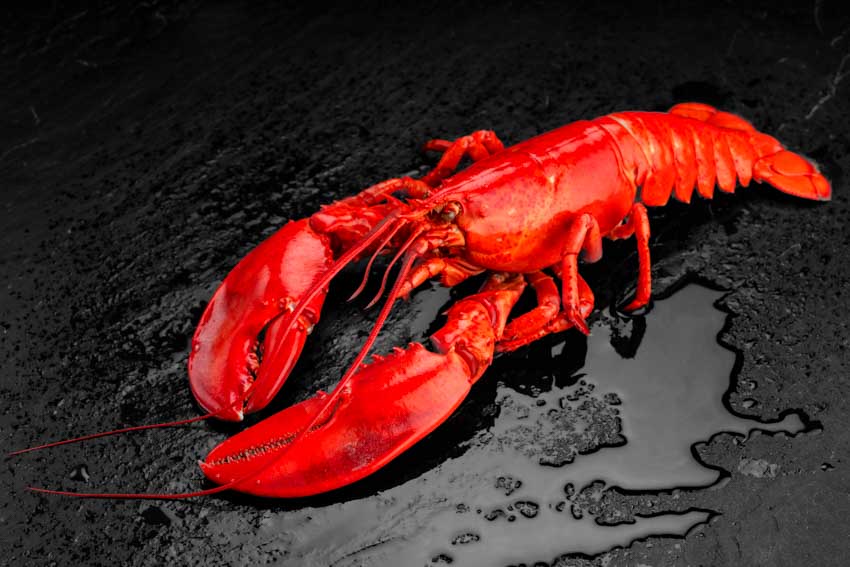 Atlantischer ganzer Hummer aus Wildfang, gekocht 400g