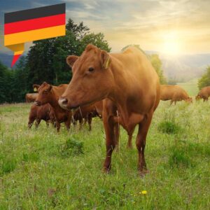 Deutsche Dry Aged Färse