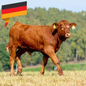Deutsches Kalb