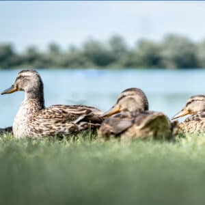 Ente