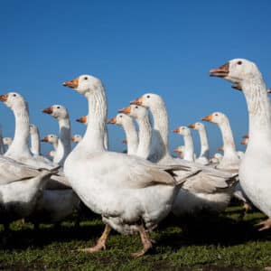 Gans