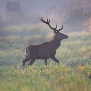 Hirsch