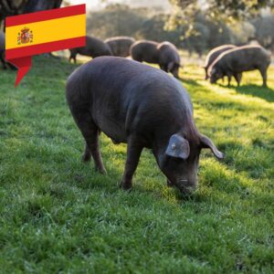 Iberico