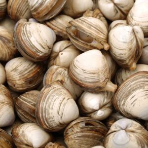 Muscheln