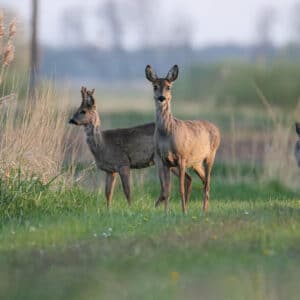 Reh