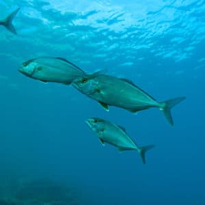 Salzwasser - Fisch