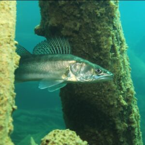 Süßwasser - Fisch