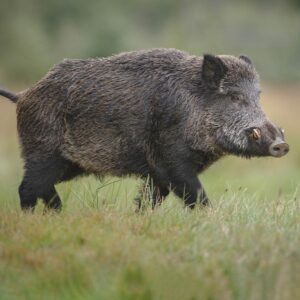 Wildschwein