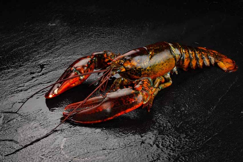 Atlantischer ganzer Hummer aus Wildfang, roh 650g
