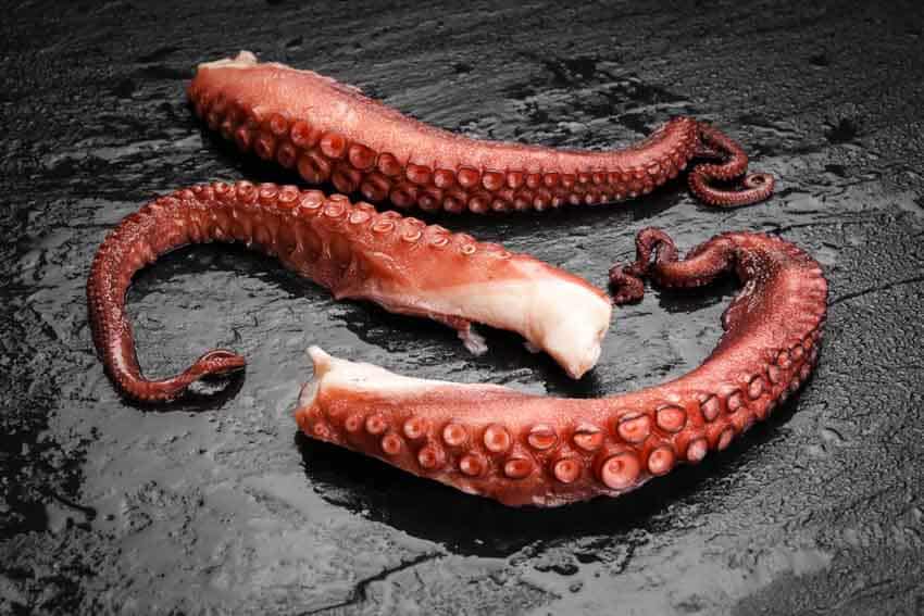 Atlantische gekochte Oktopus- Tentakel aus Wildfang