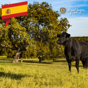 Spanisches Black Angus